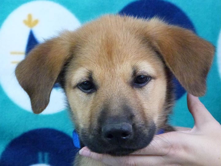 chinook puppy